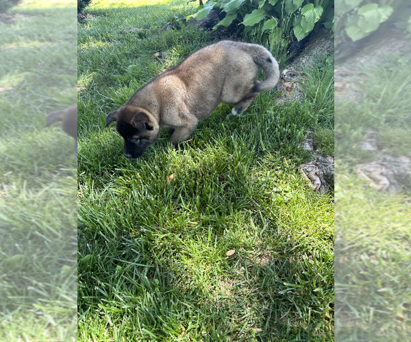 Medium Photo #3 Akita Puppy For Sale in LOUISVILLE, KY, USA