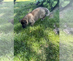 Small #2 Akita