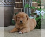 Small Photo #5 Labrador Retriever Puppy For Sale in BIRD IN HAND, PA, USA