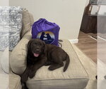 Small #1 Labrador Retriever