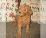 Small Photo #14 Goldendoodle Puppy For Sale in LINCOLN, AL, USA