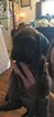 Small Photo #10 Great Dane Puppy For Sale in WEIRTON, WV, USA