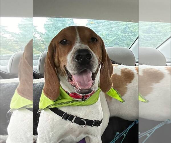 Medium Photo #1 Mutt Puppy For Sale in Woodbury, NY, USA