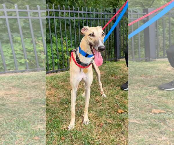 Medium Photo #3 Whippet Puppy For Sale in Cherry Hill, NJ, USA