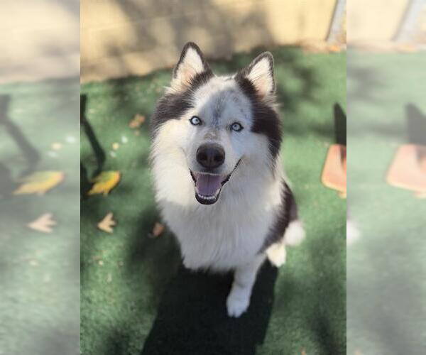 Medium Photo #1 Samoyed-Unknown Mix Puppy For Sale in Chula Vista, CA, USA