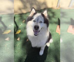 Samoyed-Unknown Mix Dogs for adoption in Chula Vista, CA, USA