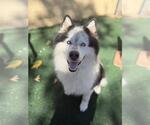 KEVIN - Male Samoyed-Unknown Mix Dog for Adoption - Small photo