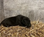 Small Photo #4 Great Dane Puppy For Sale in CARVER, MA, USA