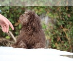 Small #5 ShihPoo