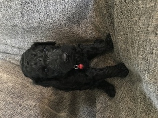 Poodle (Standard) Puppy for sale in FERNLEY, NV, USA