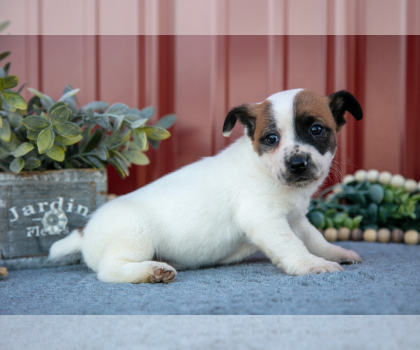 Medium Photo #15 Jack Russell Terrier Puppy For Sale in ETNA GREEN, IN, USA