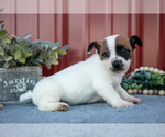 Small Photo #15 Jack Russell Terrier Puppy For Sale in ETNA GREEN, IN, USA