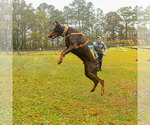 Small Photo #51 Doberman Pinscher Puppy For Sale in FORT LAUDERDALE, FL, USA