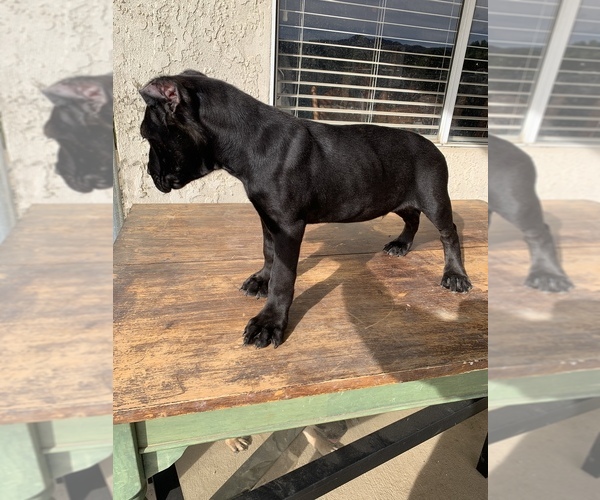 Medium Photo #4 Cane Corso Puppy For Sale in HEMET, CA, USA