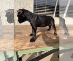 Small Photo #4 Cane Corso Puppy For Sale in HEMET, CA, USA