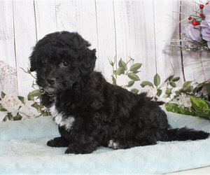 Shih-Poo Puppy for sale in PENNS CREEK, PA, USA