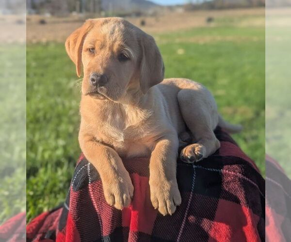 Medium Photo #1 Labrador Retriever Puppy For Sale in JONESTOWN, PA, USA