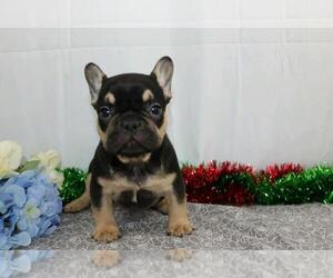 French Bulldog Puppy for sale in FREDERICKSBG, OH, USA