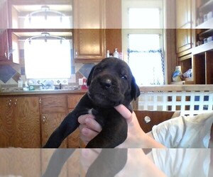 Daniff Puppy for sale in MCPHERSON, KS, USA