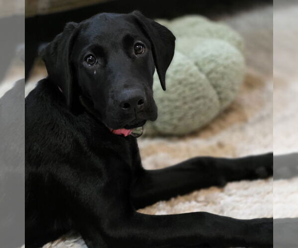 Medium Photo #6 Labrador Retriever Puppy For Sale in Fargo, ND, USA