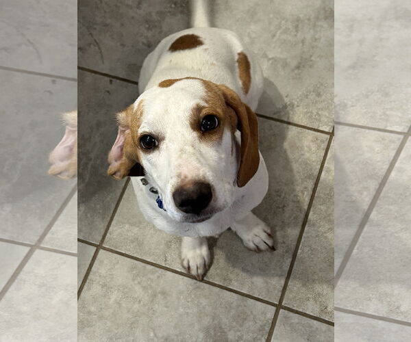 Medium Photo #1 Basset Hound Puppy For Sale in Carrollton, TX, USA