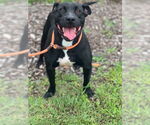 Small #1 Staffordshire Bull Terrier Mix