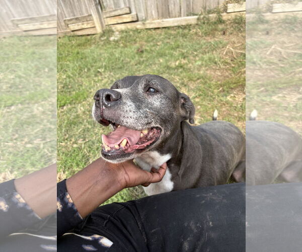 Medium Photo #1 American Bulldog Puppy For Sale in Jackson, MS, USA