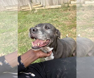 American Bulldog Dogs for adoption in Jackson, MS, USA