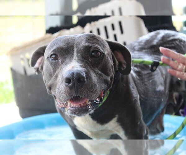 Medium Photo #6 Mutt Puppy For Sale in Abbeville, LA, USA