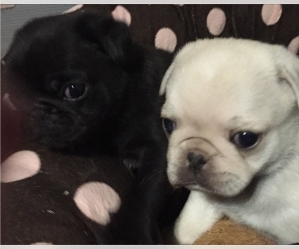 Medium Photo #4 Pug Puppy For Sale in PLEASANTVILLE, NY, USA