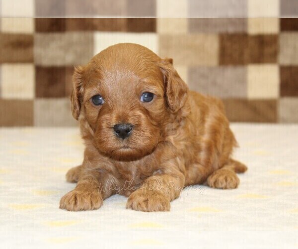 Medium Photo #6 Cavapoo (Miniature) Puppy For Sale in DENVER, PA, USA