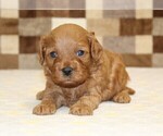 Small #5 Cavapoo (Miniature)