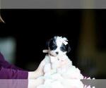 Small Morkie