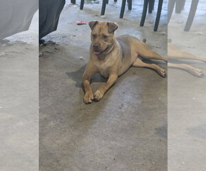 Kootenay - Male Mutt Dog for Adoption - Photo #4