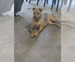 Small #3 Mutt