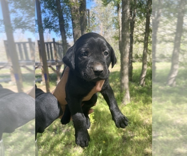 Medium Photo #1 Labrador Retriever Puppy For Sale in ELGIN, TX, USA