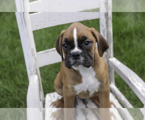 Medium Photo #7 Boxer Puppy For Sale in SHIPSHEWANA, IN, USA
