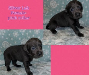 Labrador Retriever Puppy for sale in CLEVELAND, TX, USA