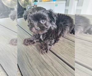 Shih Tzu Puppy for sale in PALM BAY, FL, USA