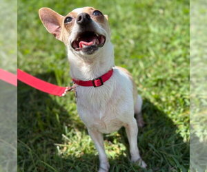 Lilly - Female Chihuahua-Unknown Mix Dog for Adoption - Photo #8