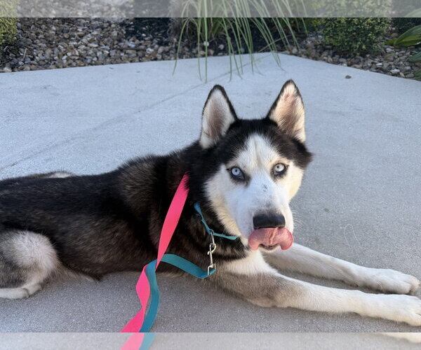 Medium Photo #3 Siberian Husky Puppy For Sale in Carrollton, TX, USA