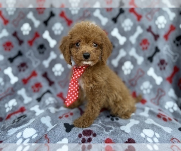 Medium Photo #3 Cock-A-Poo Puppy For Sale in LAKELAND, FL, USA