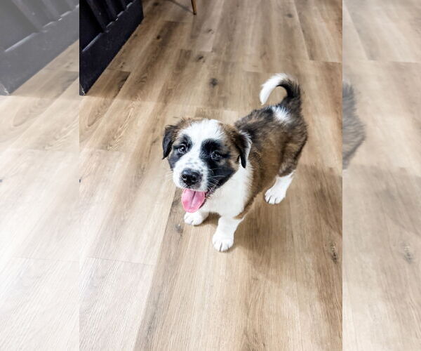 Medium Photo #2 Australian Shepherd-Unknown Mix Puppy For Sale in Valrico, FL, USA