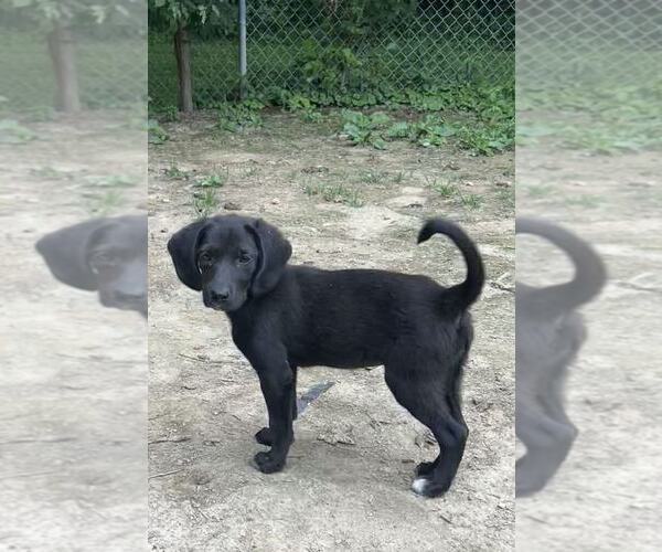 Medium Photo #4 Labrador Retriever-Unknown Mix Puppy For Sale in Aurora, IN, USA