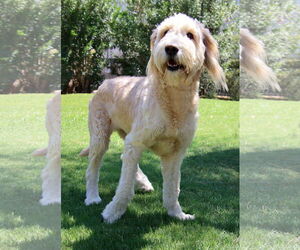 Goldendoodle Dogs for adoption in Glendale , AZ, USA