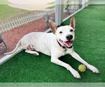 Small #6 American Bulldog-Pointer Mix