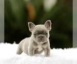 Small #2 French Bulldog