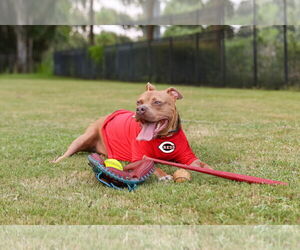 Chopper II - Male Mutt Dog for Adoption - Photo #7