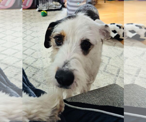 Medium Photo #2 Collie-Unknown Mix Puppy For Sale in Princeton, MN, USA