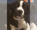 Puppy Tandoori Cane Corso-Saint Bernard Mix